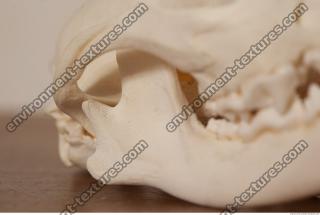 photo reference of skull 0022